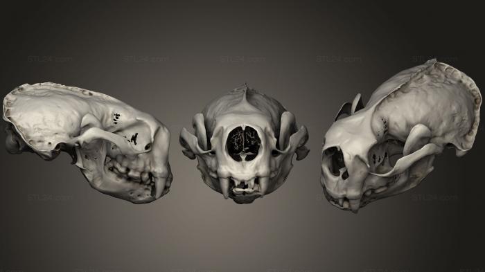 Анатомия скелеты и черепа (Черепа животных 026, ANTM_0233) 3D модель для ЧПУ станка